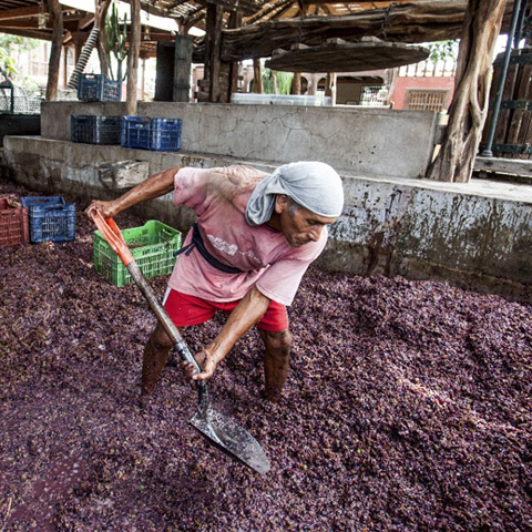 En el 2012, con su socio Camilo Quintana, inició el proyecto de vinos Quebrada de Ihuanco (con una marca que lleva el mismo nombre y con otra llamada Albita de Ihuanco).