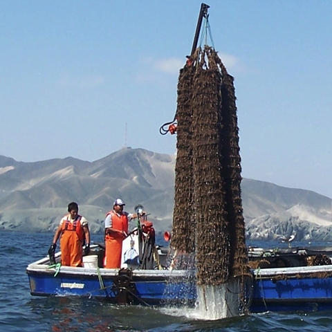Acuapesca posee 720 hectáreas de cultivos en Casma y 325 hectáreas en Piura, sumando alrededor de 1.100 hectáreas cultivadas, empleando a más de 1,000 personas solo para el cultivo.