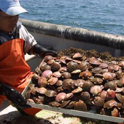 El principal mercado de Acuapesca es Francia, con el 80% de la producción, el resto se divide entre países europeos y Australia. Se calcula que 98% de la producción de conchas es para exportación.