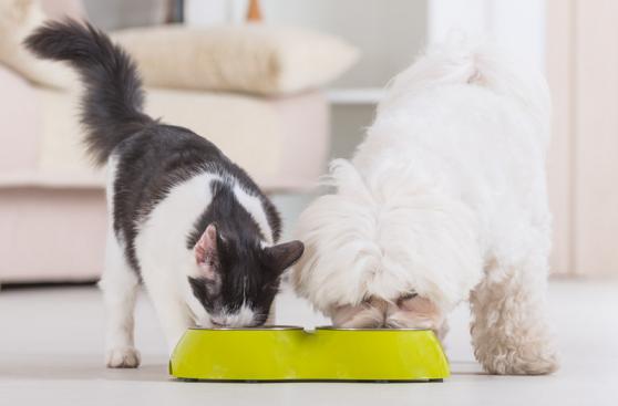 Mascotas: Una guía para darle una alimentación adecuada