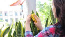 Aprende cómo preservar la vida de tus plantas durante el verano