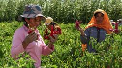 Valle de Tambo: un valle más productivo