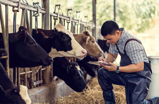 ¿Cómo mejorar la producción de tus vacas lecheras?