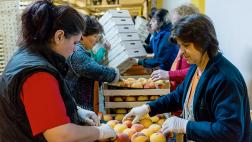 ¿Cuáles son los beneficios de crear una cooperativa agraria?