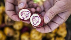 Día de la papa: ¿por qué es tan importante su diversidad?