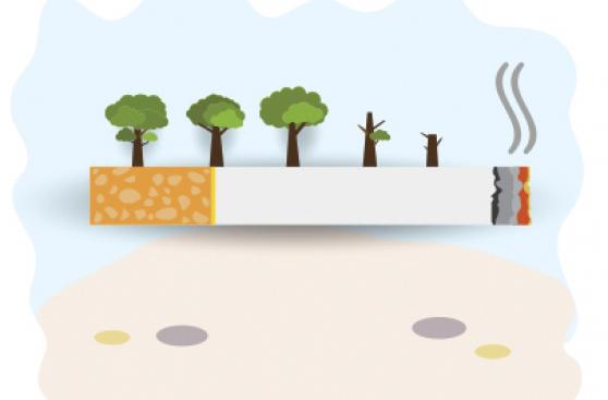 Deforestación y tabaco: ¿cuánto afecta el cigarrillo a los bosques?