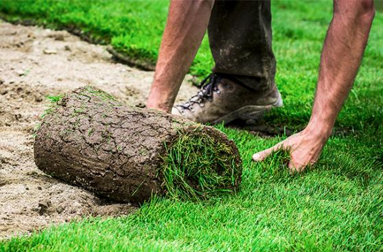 Pasto cultivado: claves y ventajas para la industria ganadera