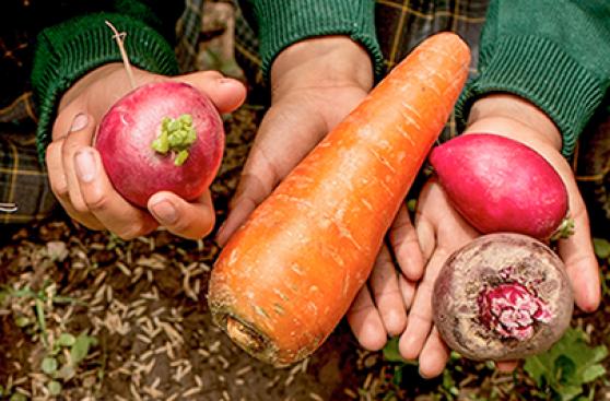 ¿Por qué promover la alimentación saludable en el Perú?