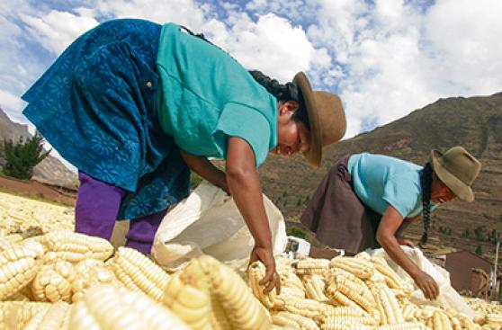 ¿Cómo la agrobiodiversidad del Perú puede erradicar el hambre?