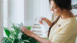 Plantas: consejos prácticos para cuidarlas en este verano